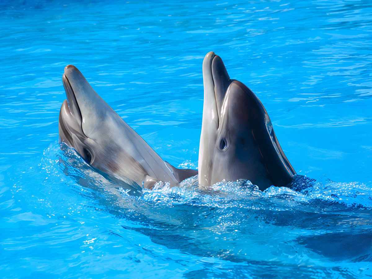 Hurghada: Dolphin Show & Swim with Dolphins Experience with Lunch & Transfers