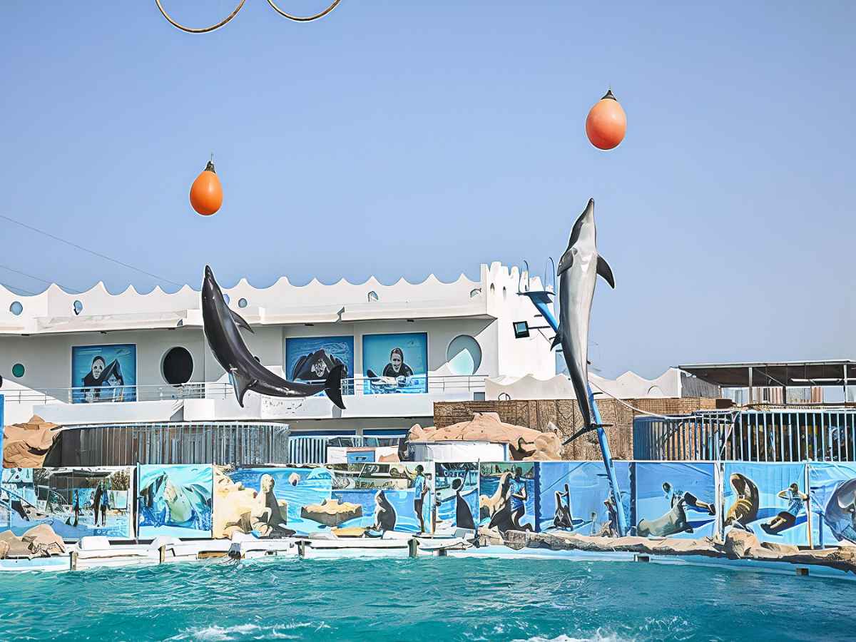 Hurghada: Dolphin World Show with Photo Session, Lunch & Hotel Transfers