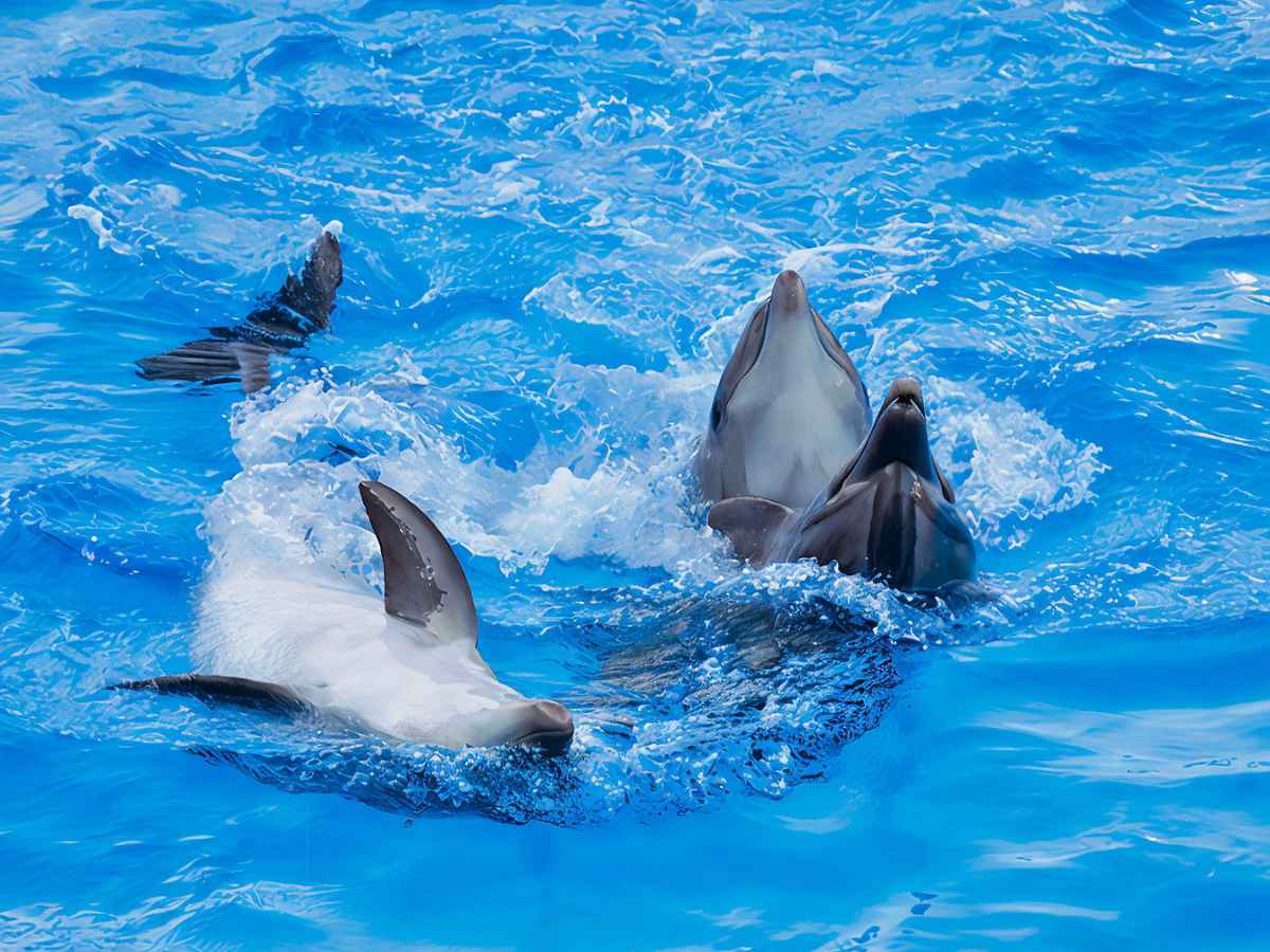 Hurghada: Family Day Out with Dolphin Show, Royal Seascope Submarine & Lunch