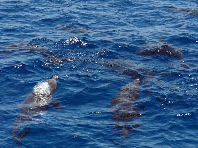 Dolphins in Hurghada