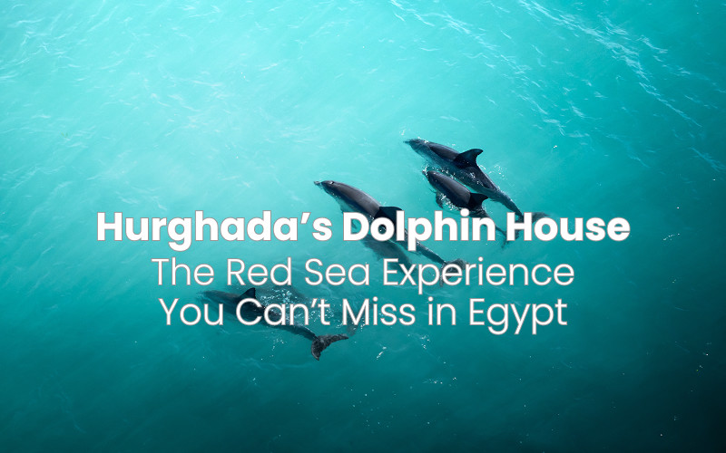 Hurghada’s Dolphin House: The Red Sea Experience You Can’t Miss in Egypt