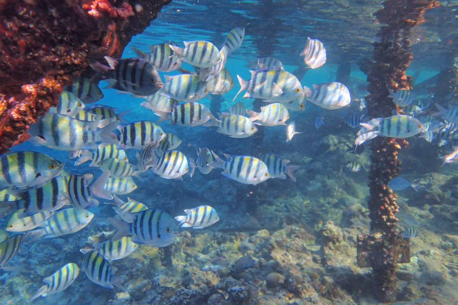 Snorkelling and Diving in Makadi Bay