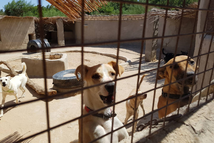 Bluemoon dog shelter