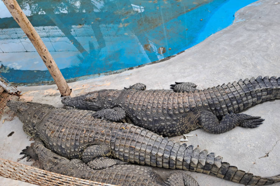 Crocodiles at Hurghada Grand Aquarium