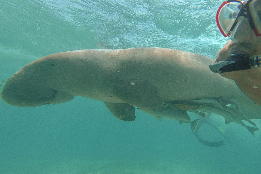 Swimming with a Dugong in Abu Dabbab