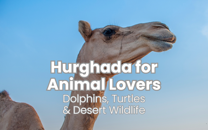 Hurghada for Animal Lovers: Dolphins, Turtles & Desert Wildlife