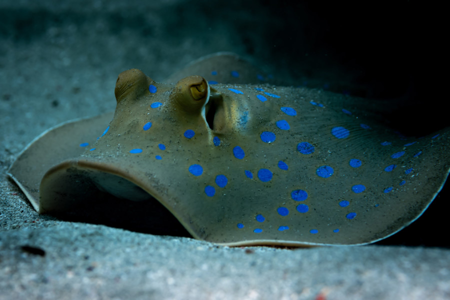 Blue spotted ribbontail ray in Hurghada